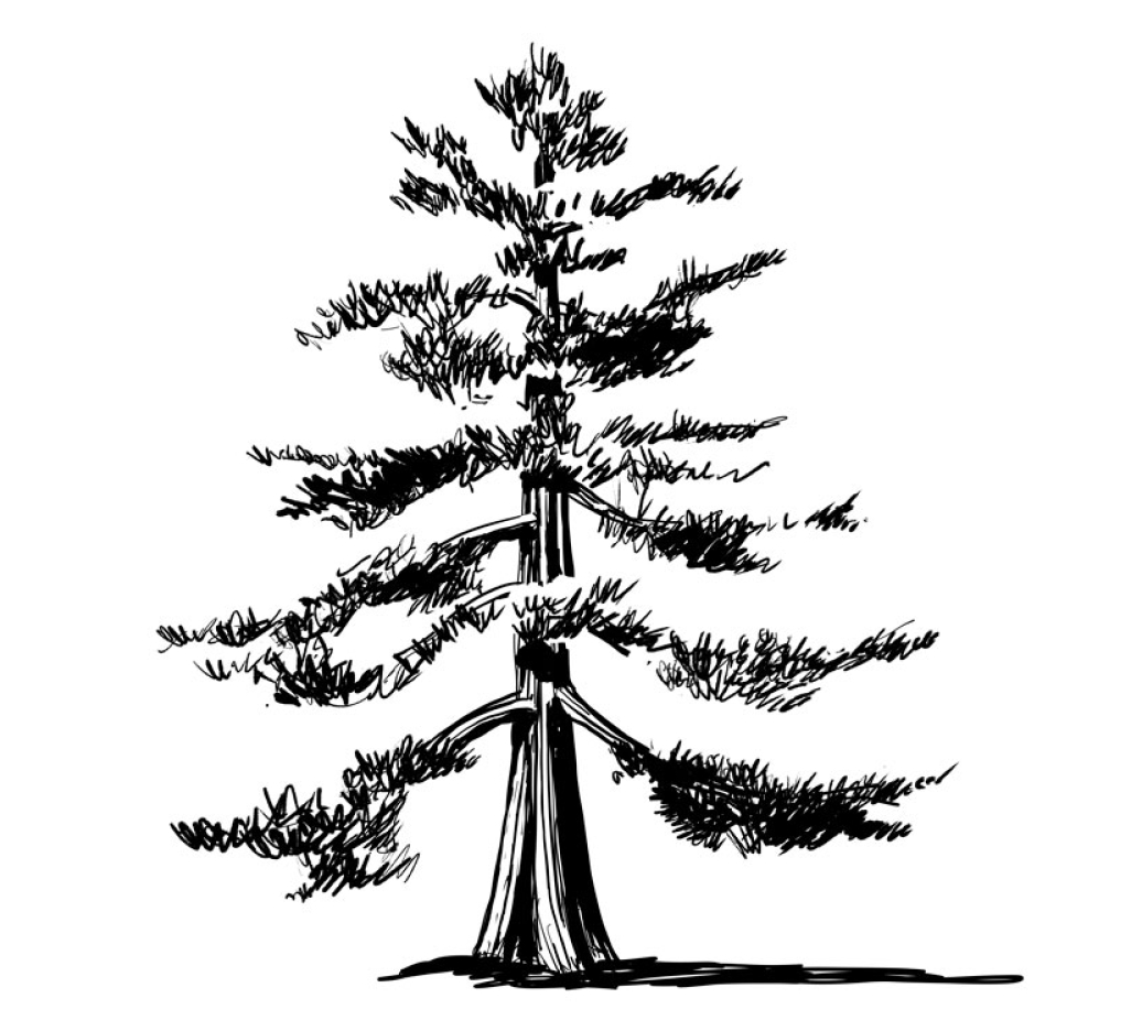 Redwood Tree Drawing