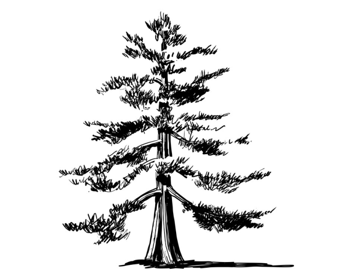 Redwood Tree Drawing